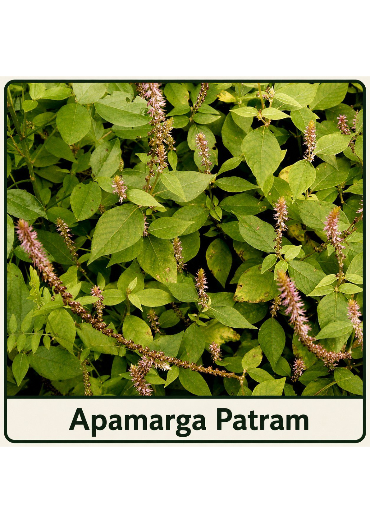 Apamarga