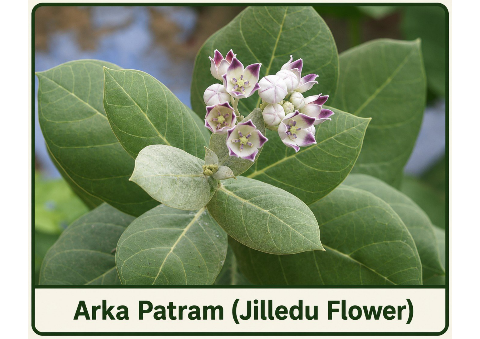 Arka