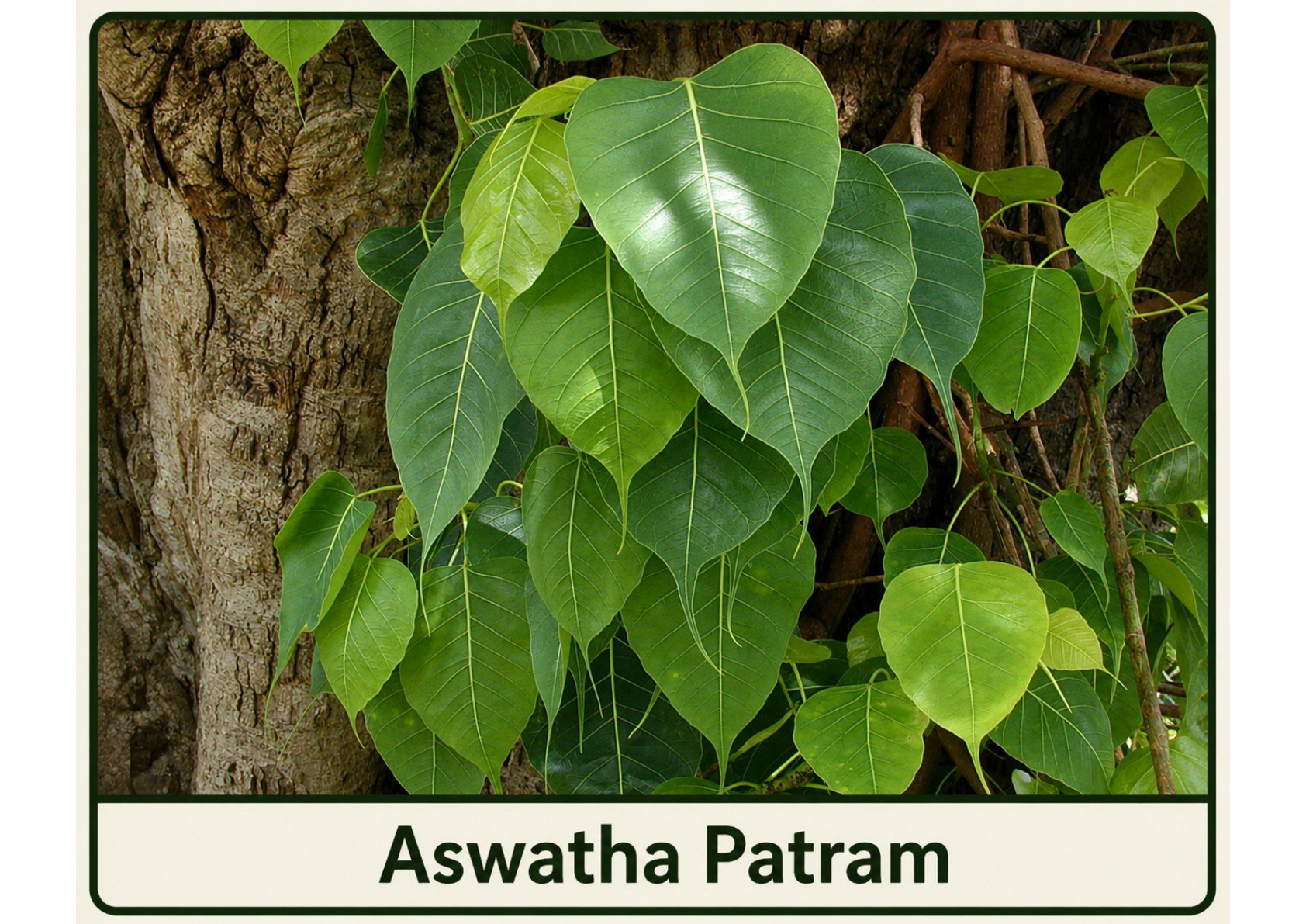 Aswatha