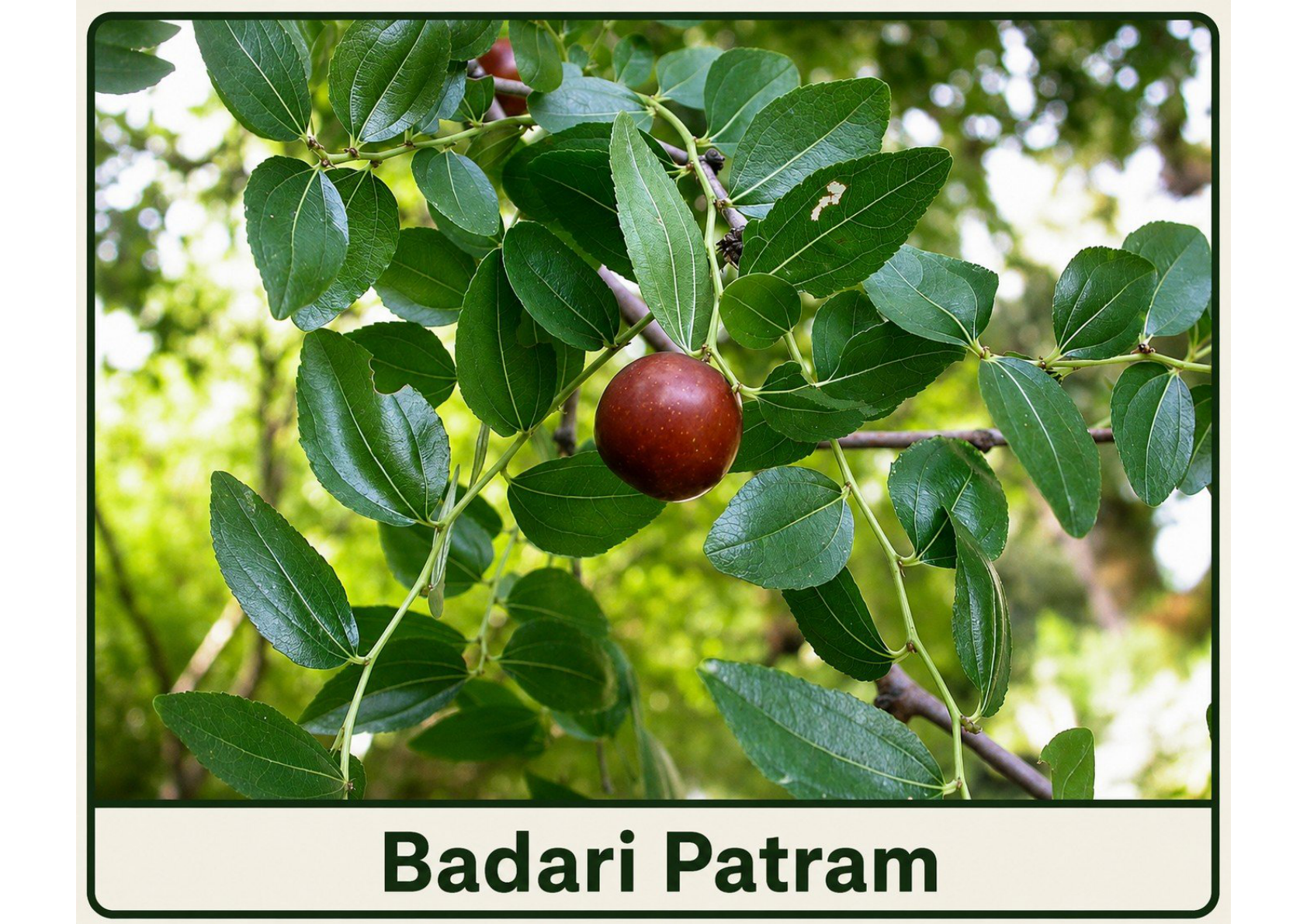 Badari