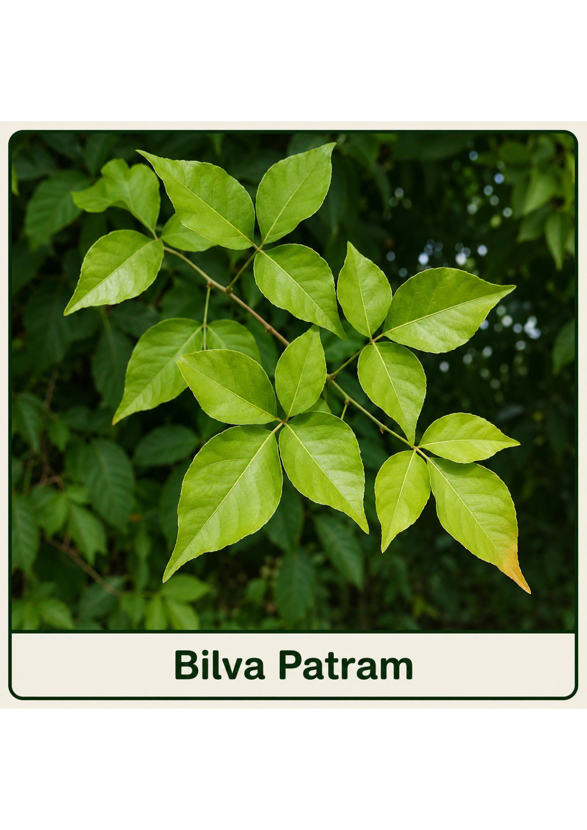 Bilva