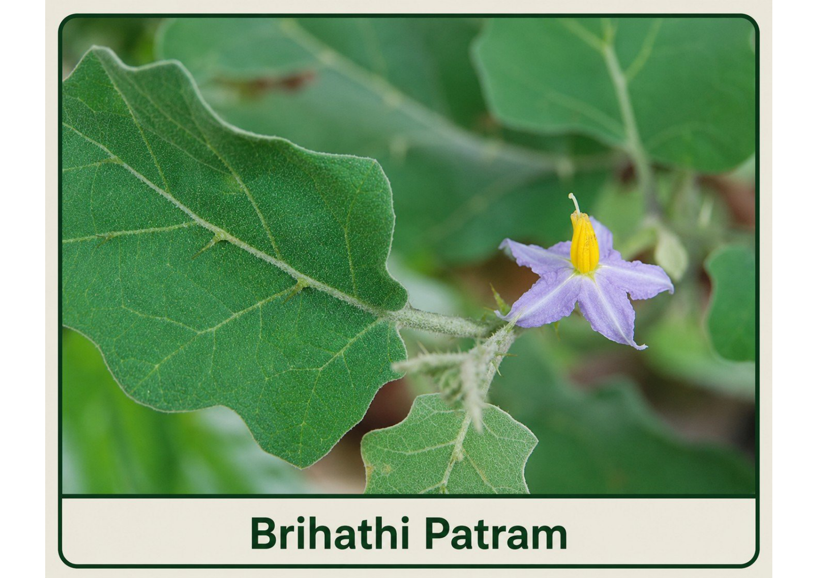 Brihathi