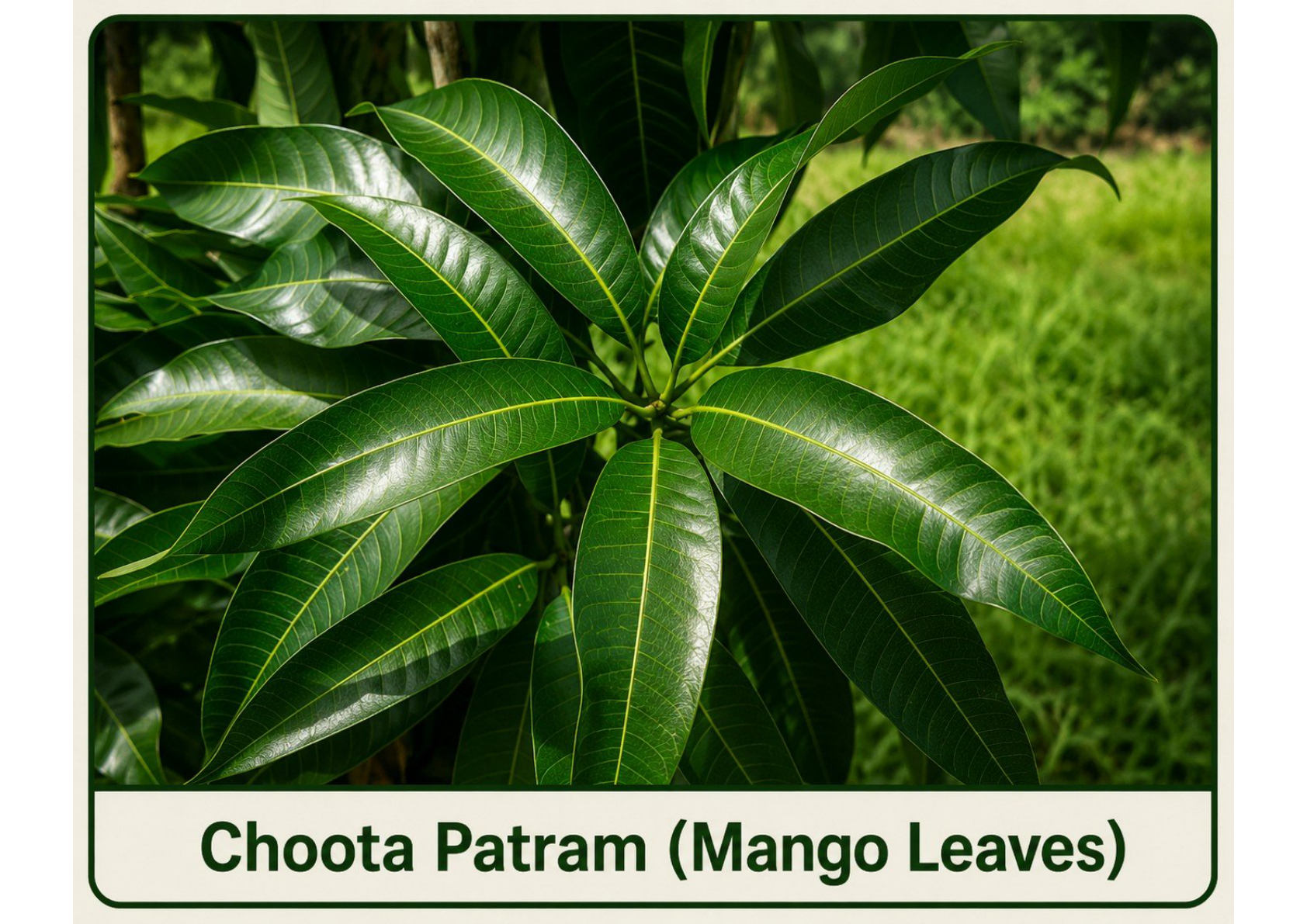 Choota