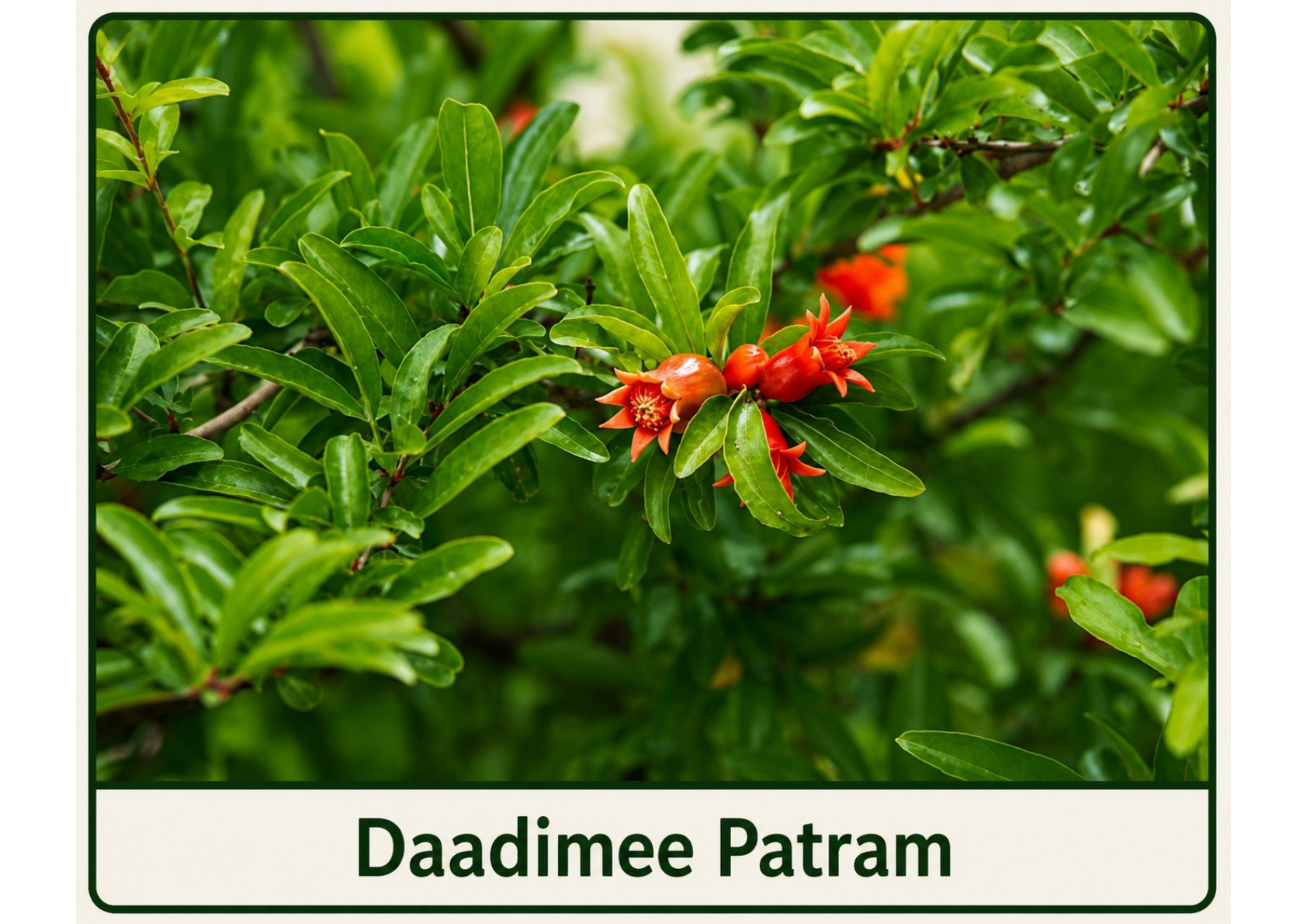Daadimee