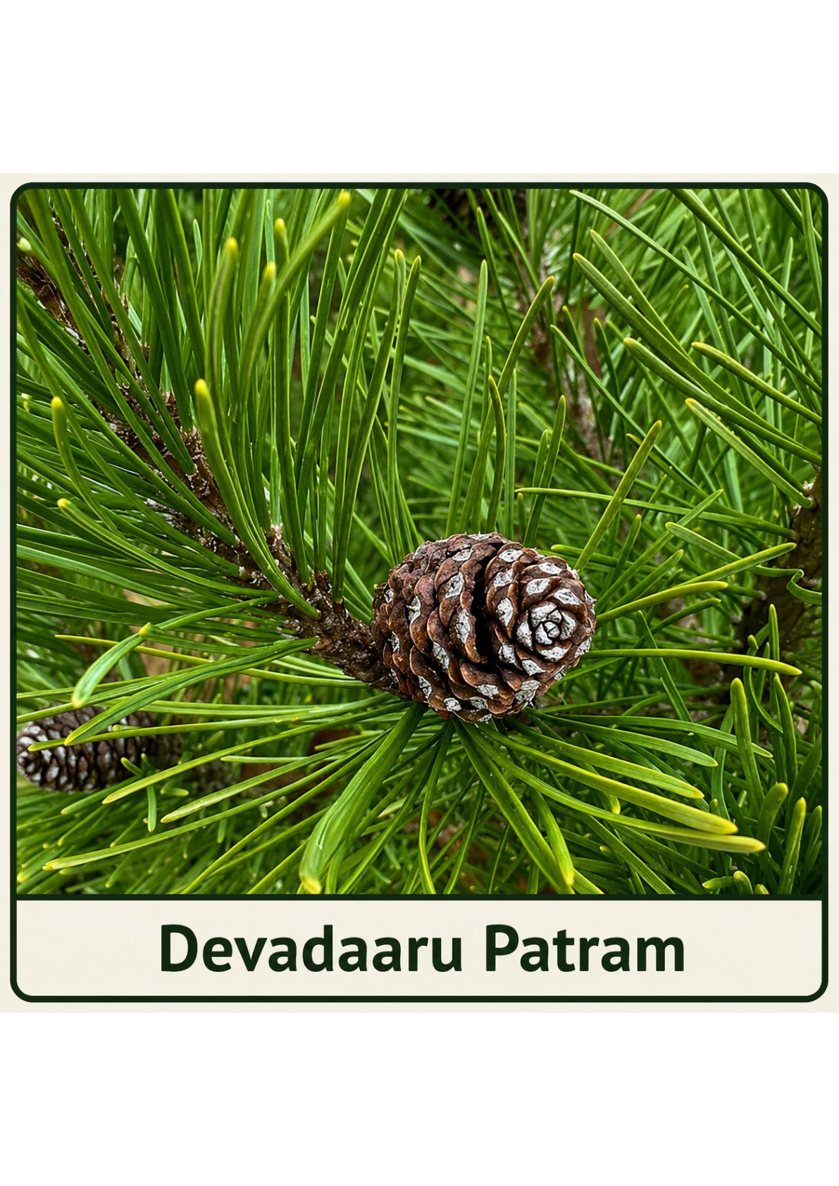 Devadaaru