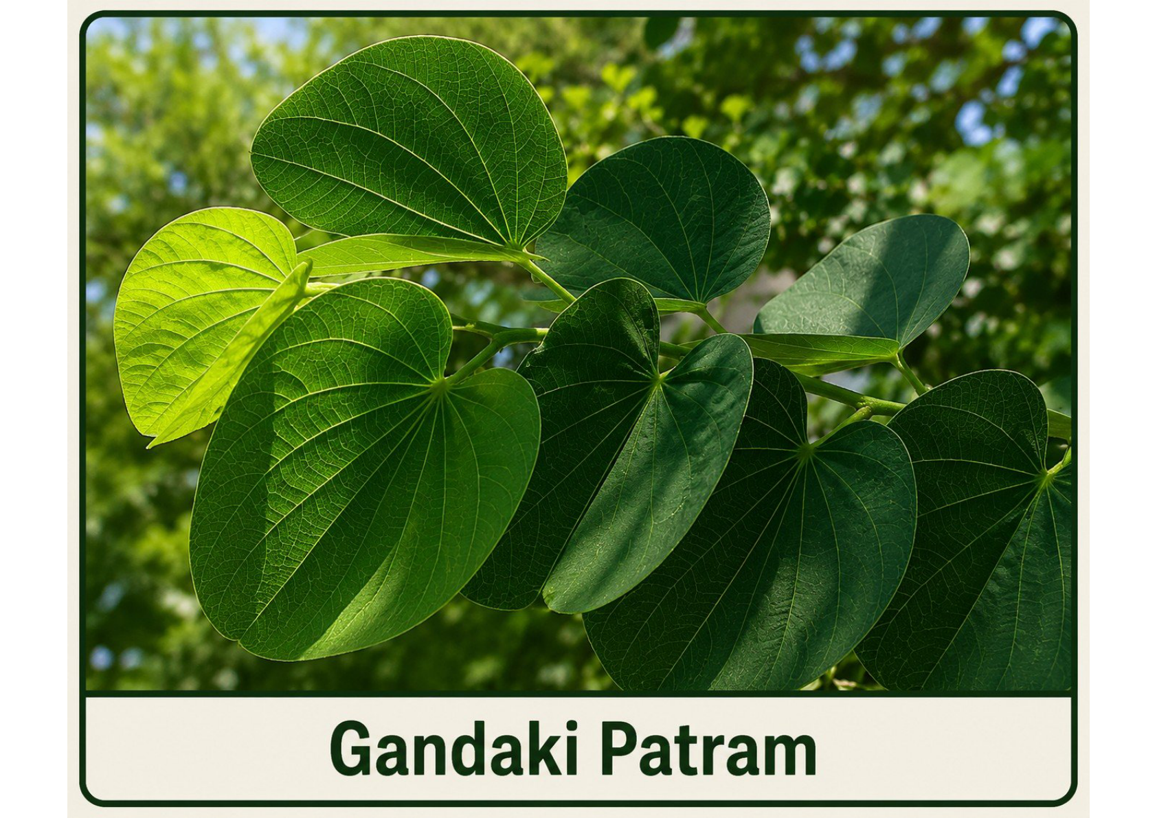 Gandaki