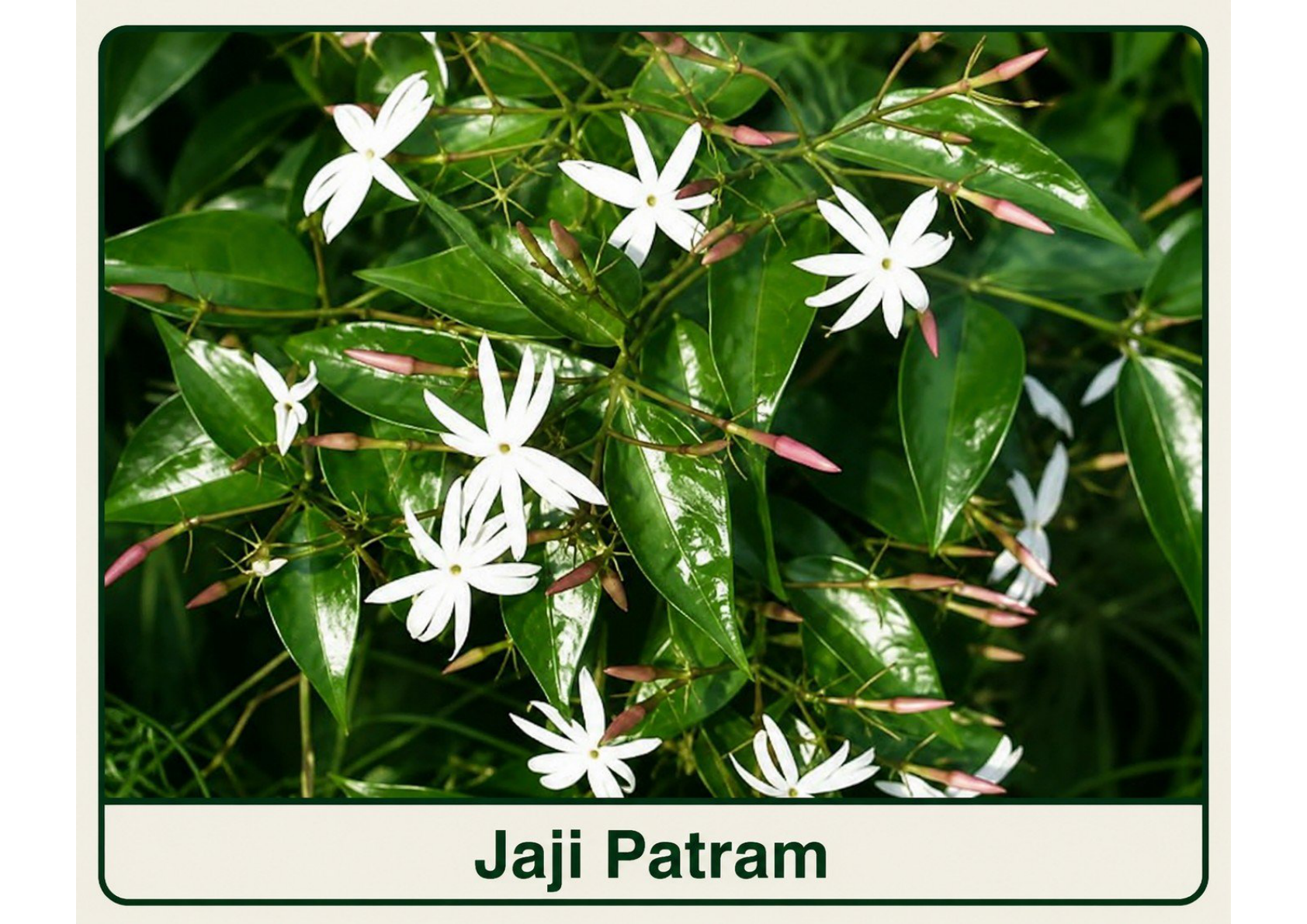 Jaji