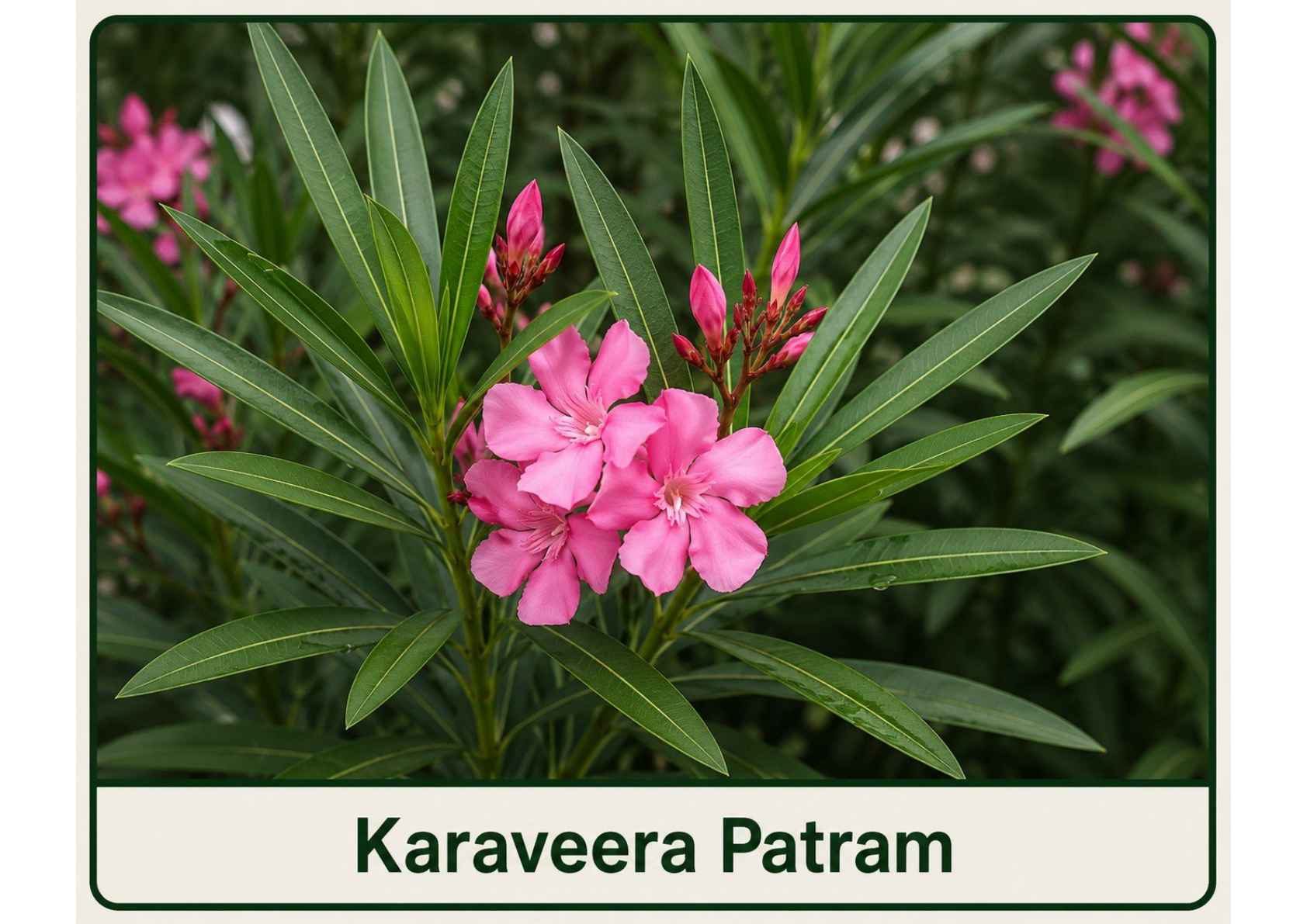 Karaveera
