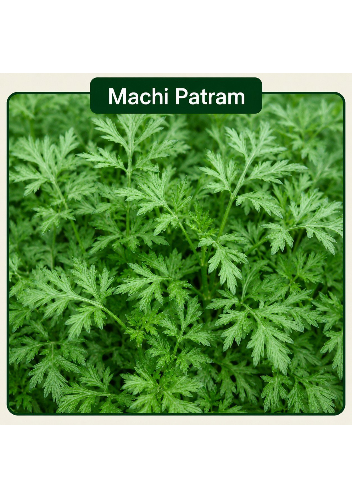 Machi