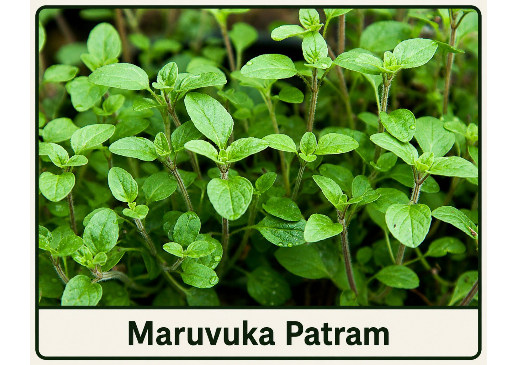 Maruvaka