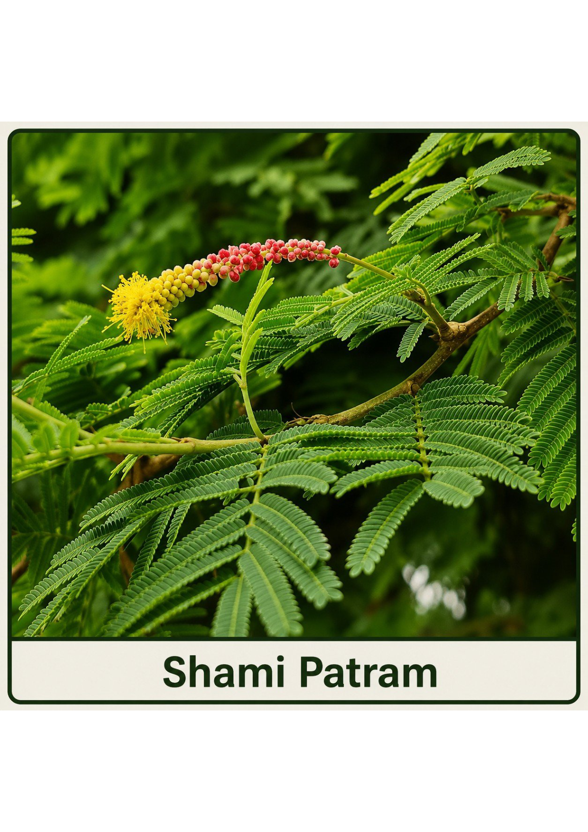 Shami