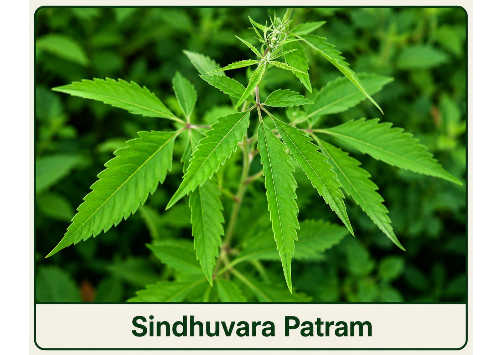 Sindhuvara