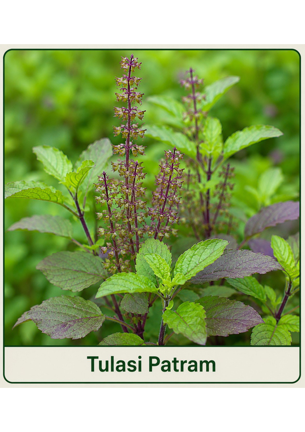 Tulasi