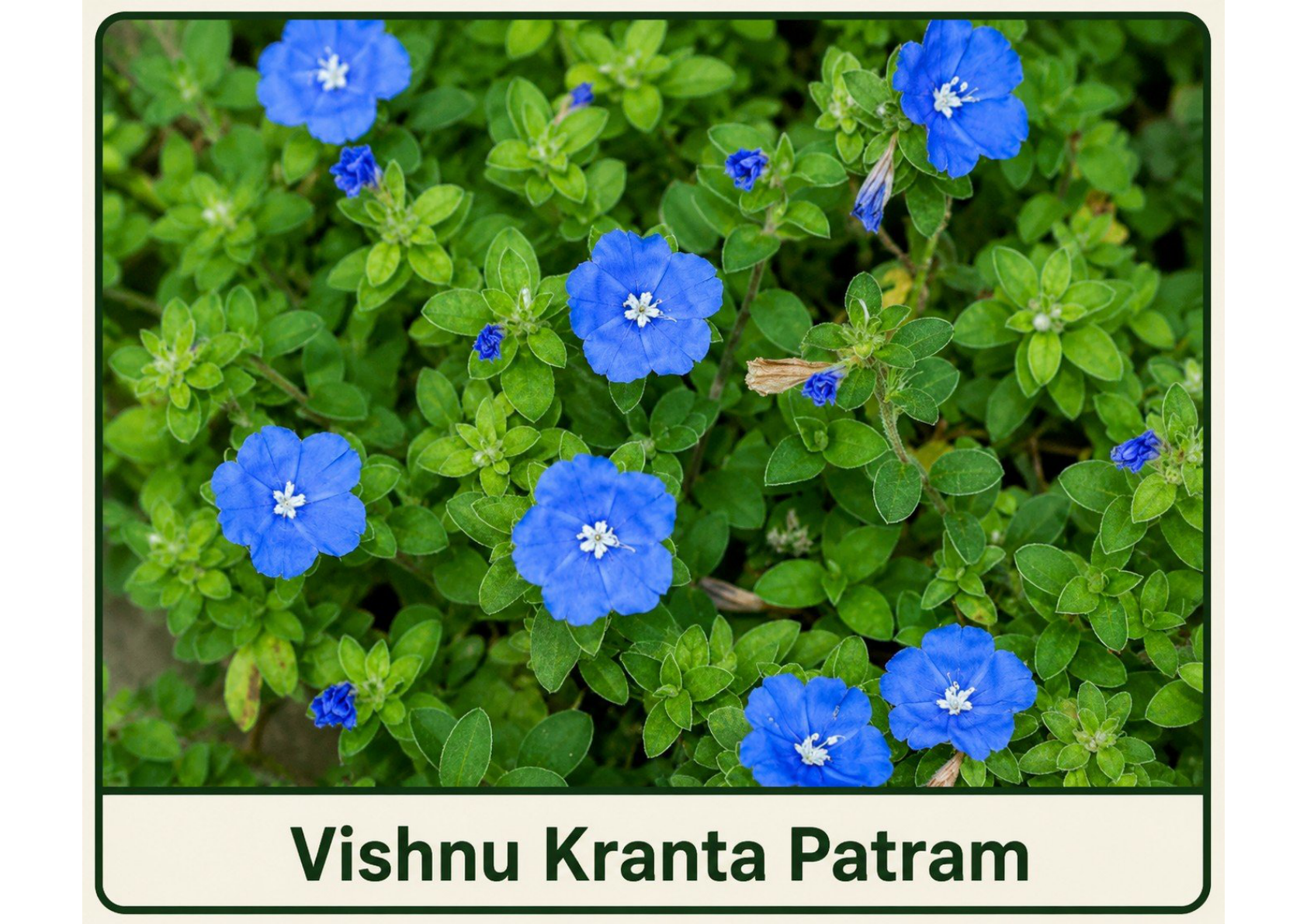 Vishnukranthi
